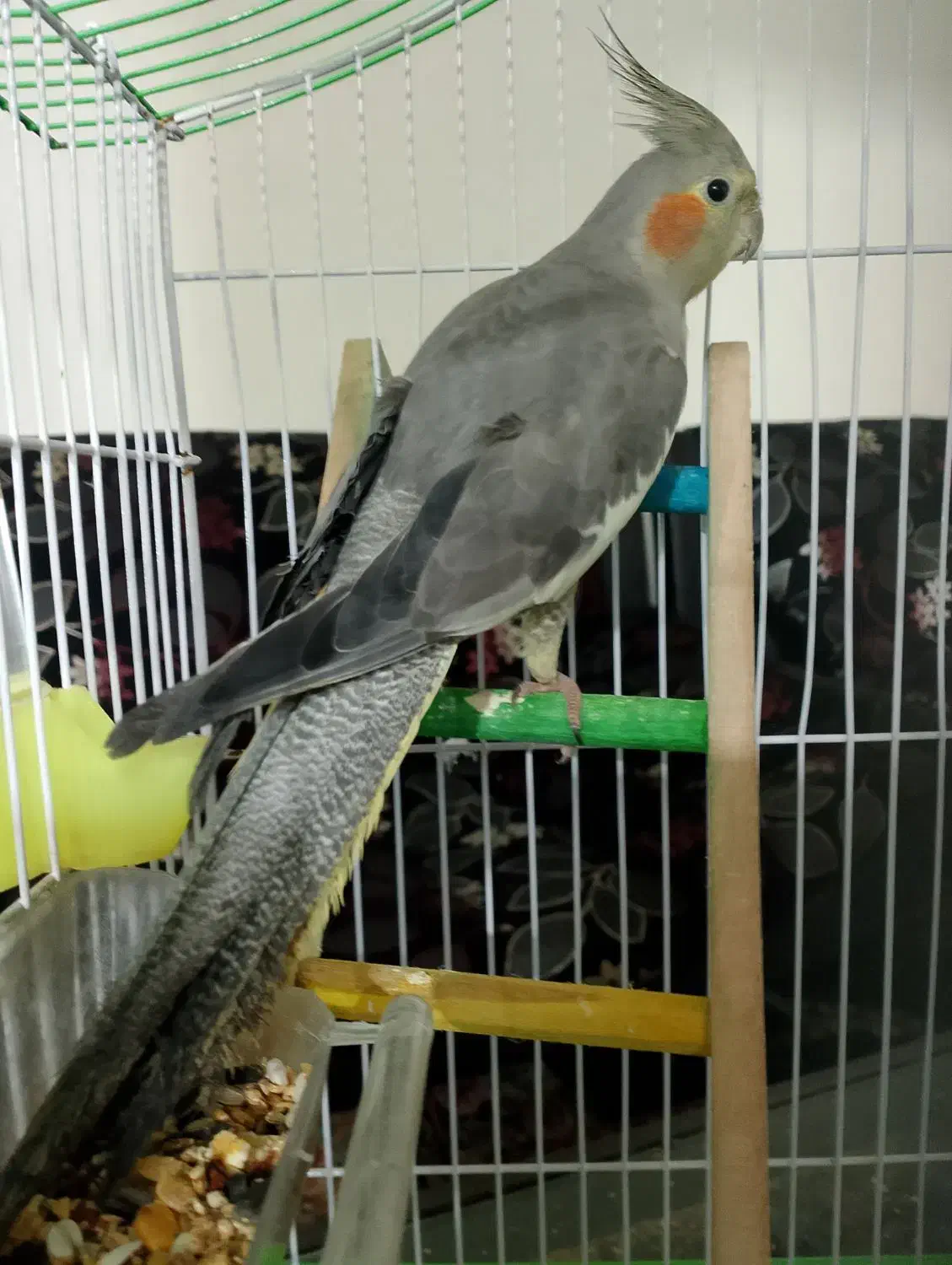 عروس هلندی ماده|پرنده|خرمشهر, |دیوار