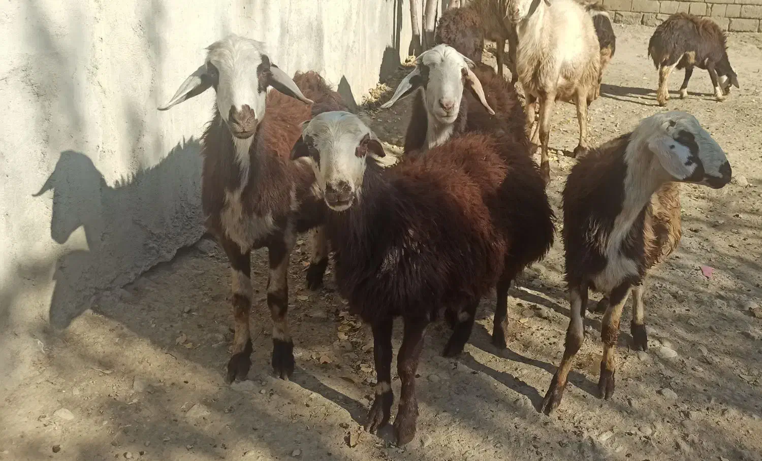 فروش بره میش قوچ پلنگی|حیوانات مزرعه|بروجرد, |دیوار