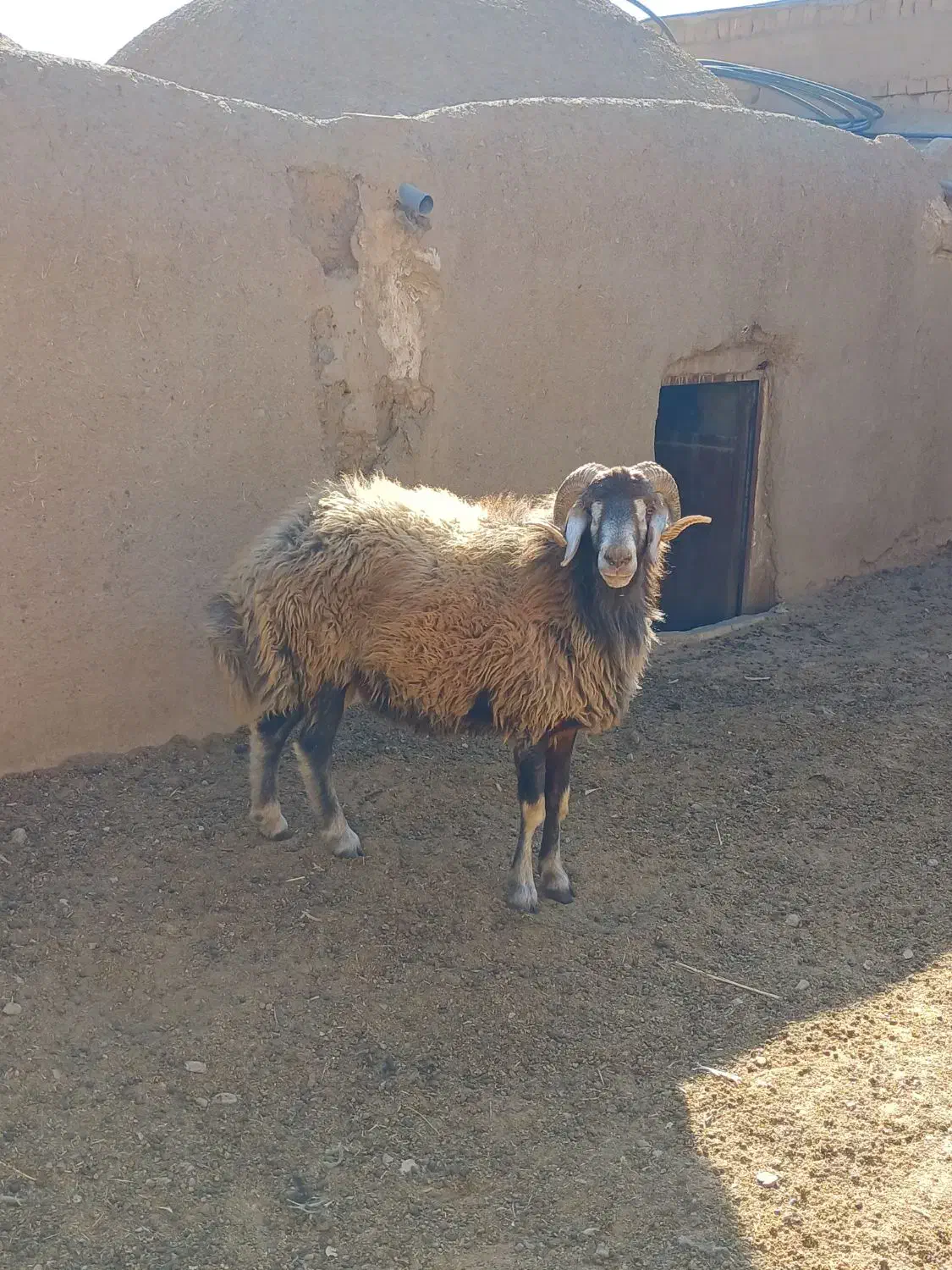 قوچ|حیوانات مزرعه|دهق, |دیوار