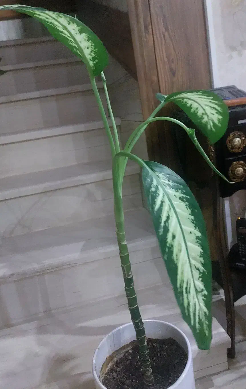 دیفن باخیا|گل و گیاه طبیعی|رشت, باهنر|دیوار