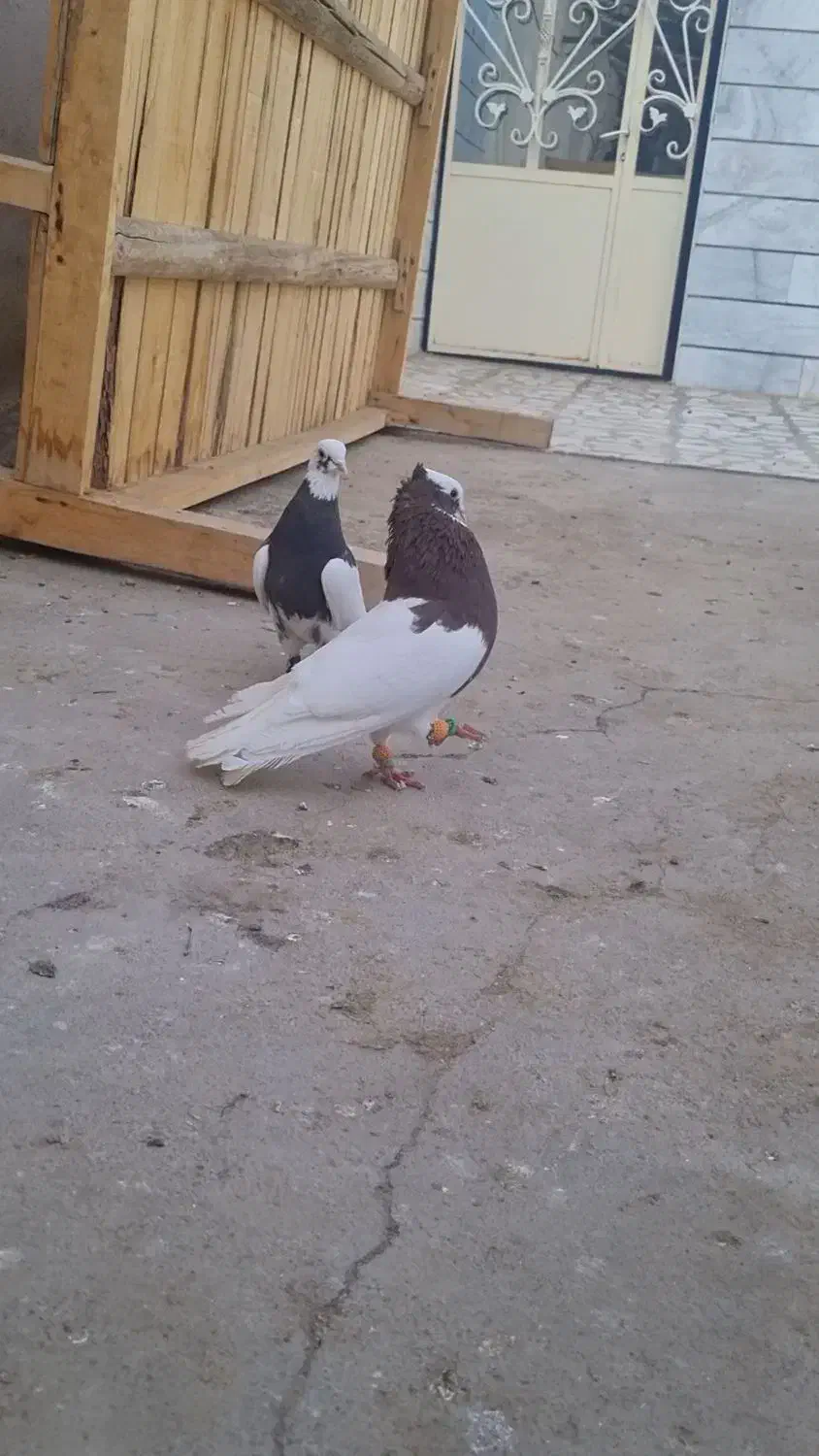 کبوتر طوقی و خوشرنگ|پرنده|اسفرورین, |دیوار