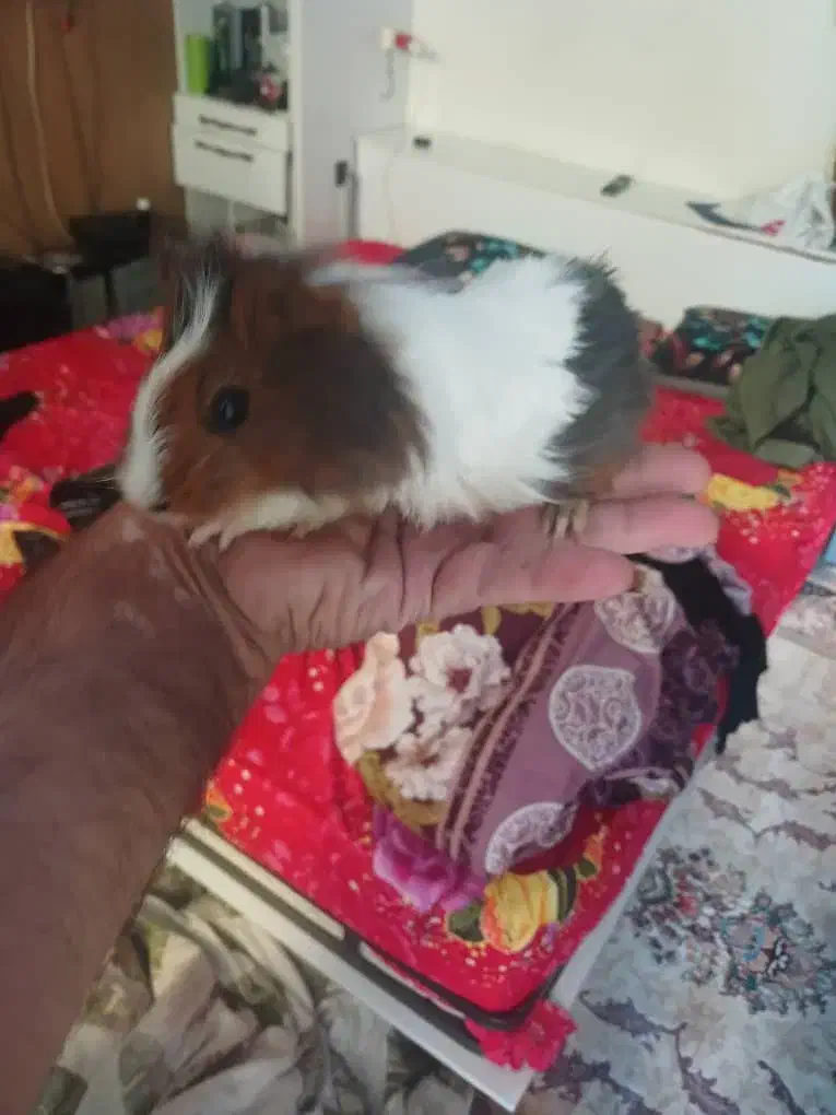 اهدائی|موش و خرگوش|تهران, دولتخواه جنوبی|دیوار