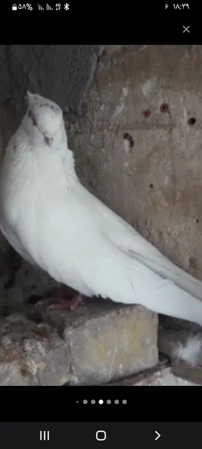 نر کله ای|پرنده|بندرعباس, |دیوار