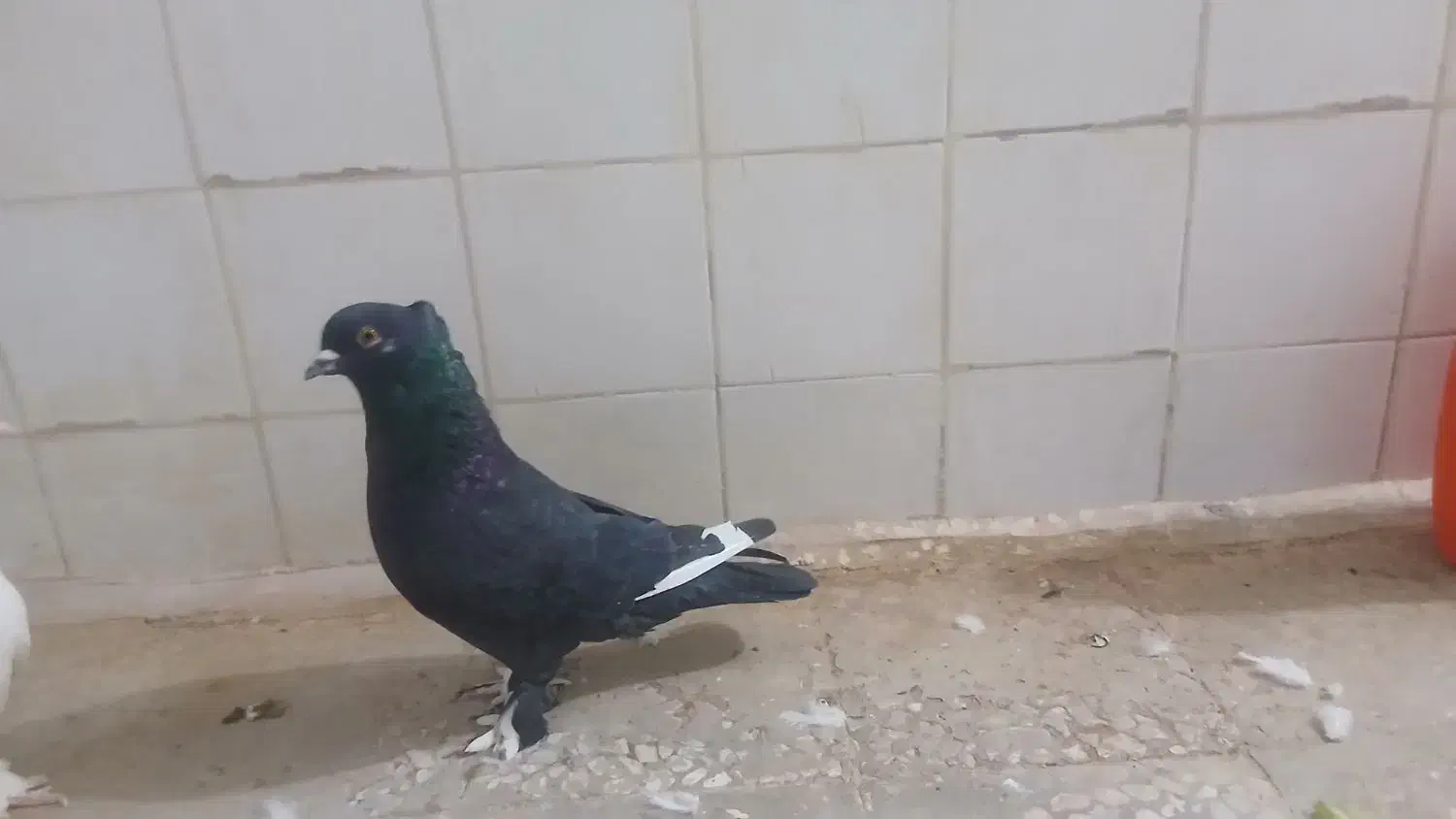 پرنده|حراج|قم, ناصردیوان|دیوار