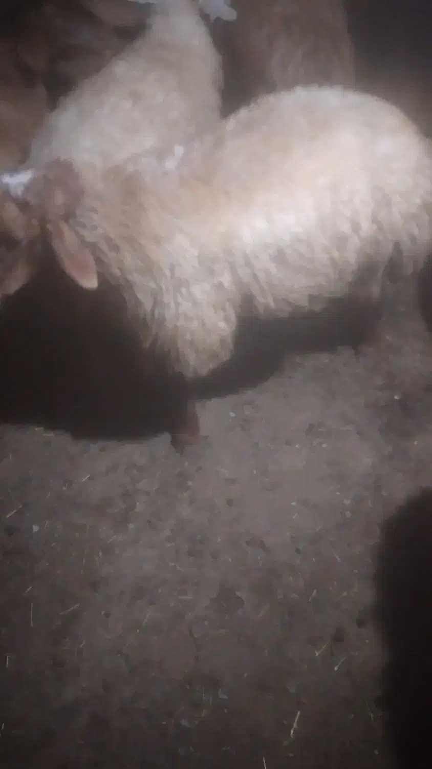 فروش|حیوانات مزرعه|عنبران, |دیوار