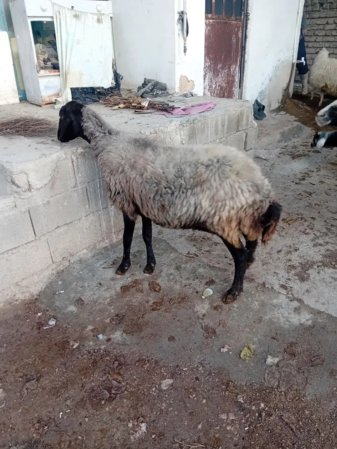 گوسفند|حیوانات مزرعه|گالیکش, |دیوار