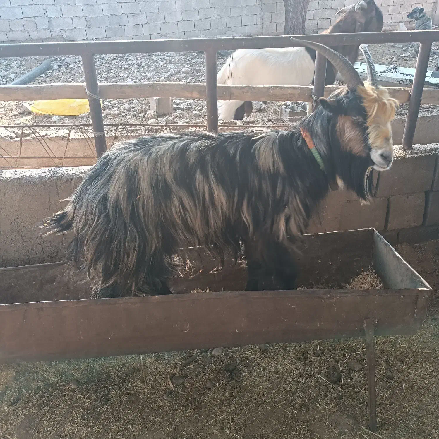 بز.|حیوانات مزرعه|گتوند, |دیوار