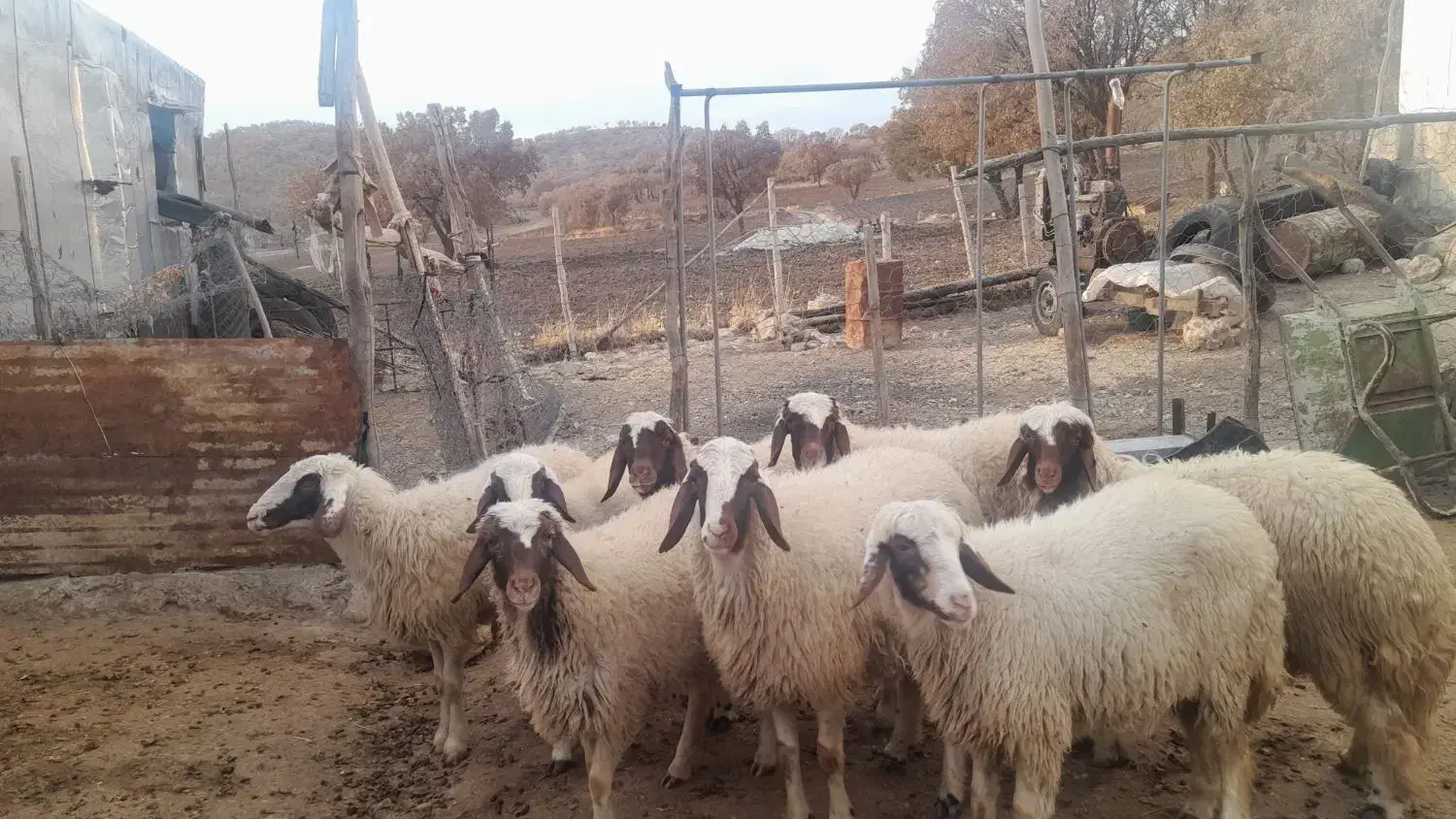 بره ماده نقابی سنجابی|حیوانات مزرعه|گهواره, |دیوار