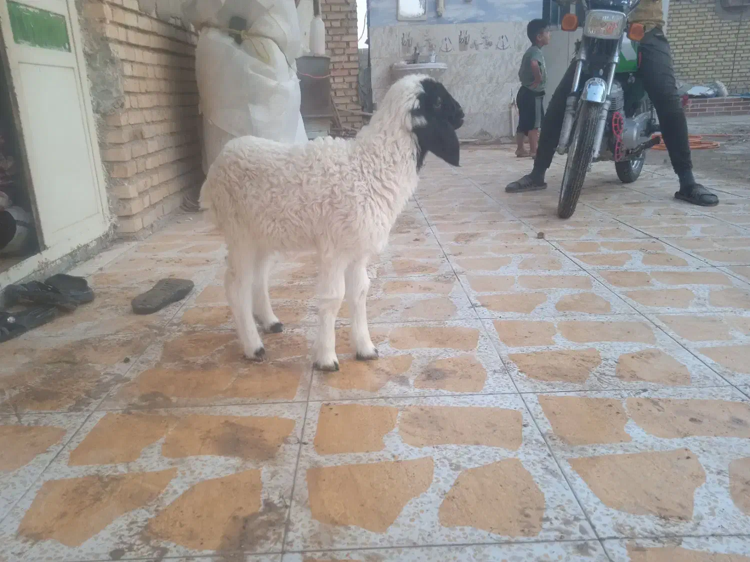 یک عدد بره نر|حیوانات مزرعه|بندر ماهشهر, |دیوار