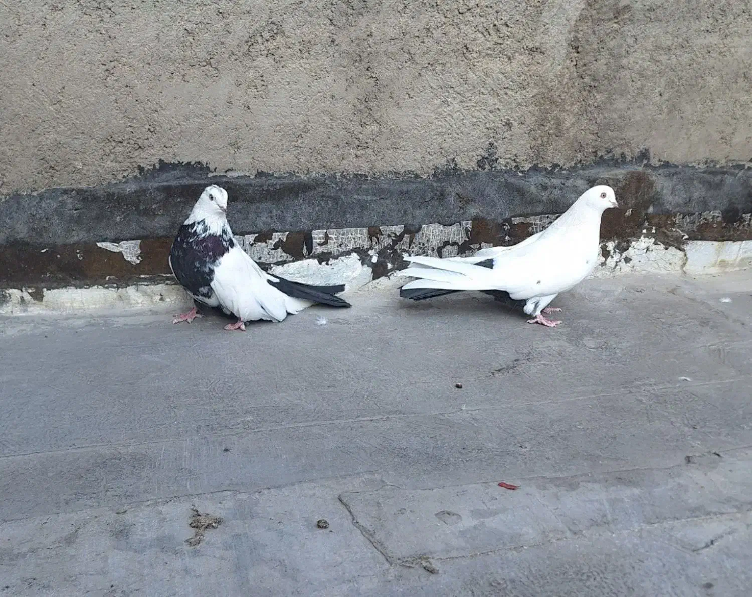 کبوتر  فروشی ذمبی|پرنده|میانه, |دیوار