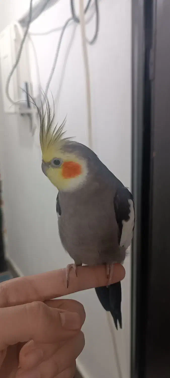 طوطی عروس هلندی سخنگو|پرنده|رشت, پیرکلاچای|دیوار