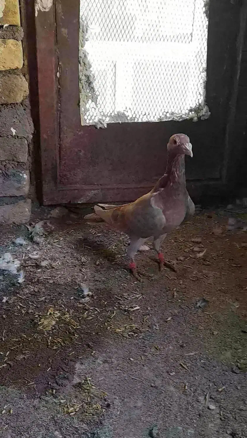 کبوتر گردن زردنامبر|پرنده|کنگاور, |دیوار