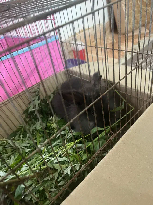 خرگوش|موش و خرگوش|رشت, بوسار|دیوار