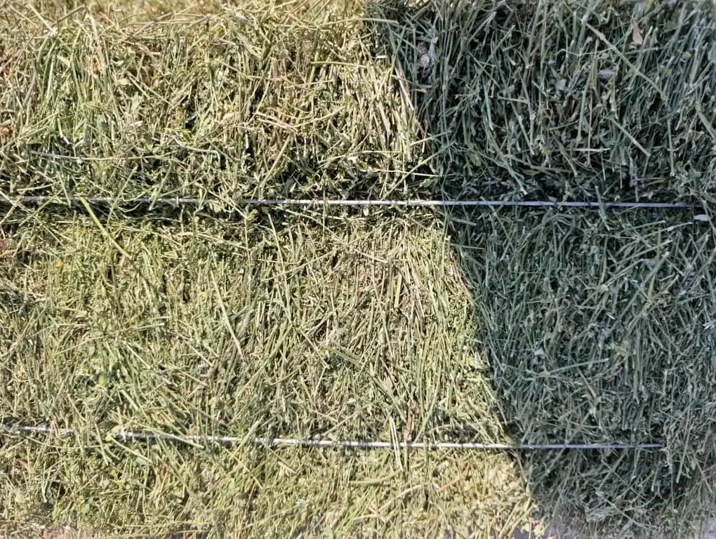 یونجه پرس قالبی خشک انباری و کوفته|لوازم جانبی حیوانات|شیراز, رحمت‌آباد|دیوار