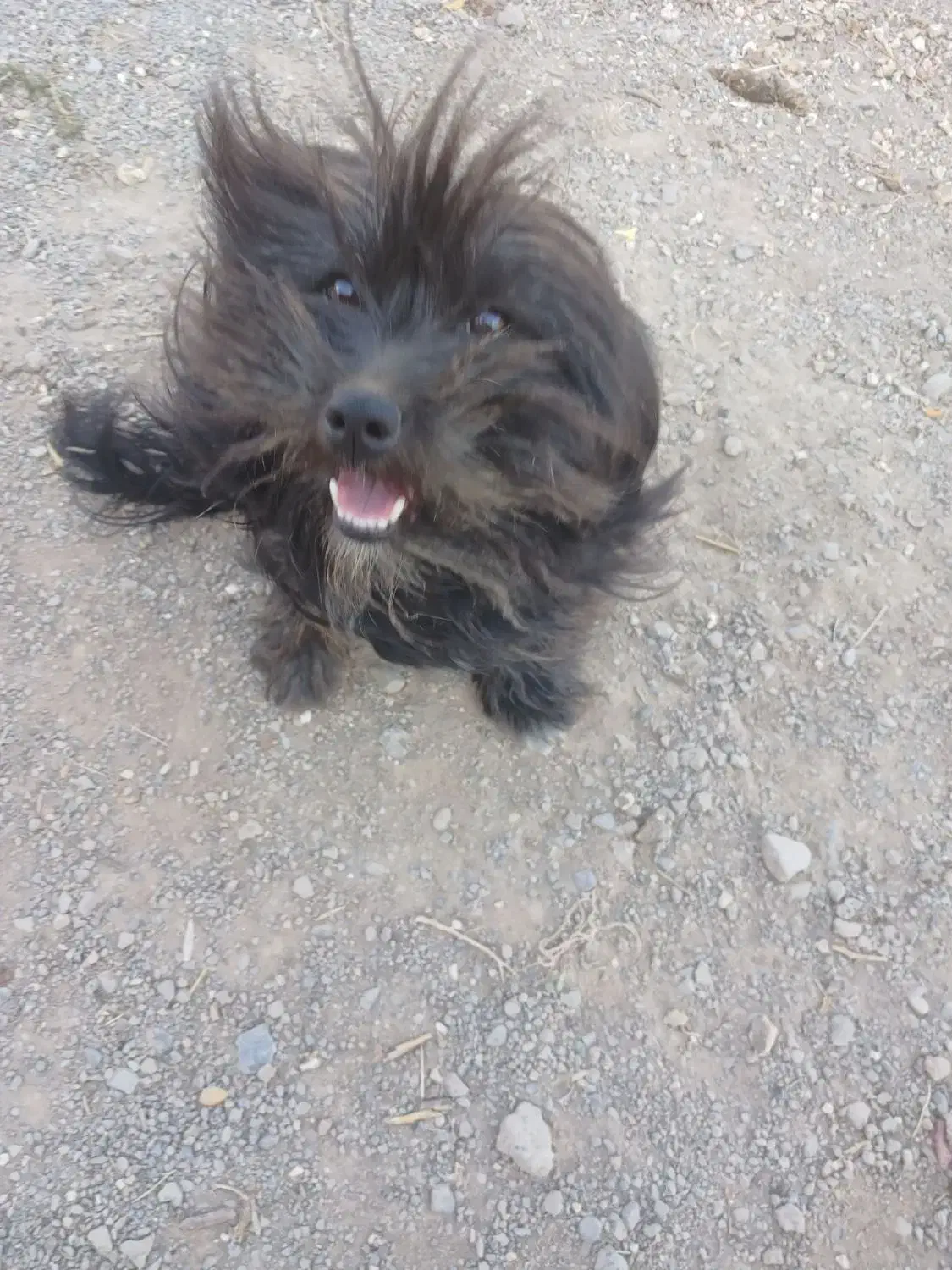 سگ سیاه|حیوانات|قوچان, |دیوار