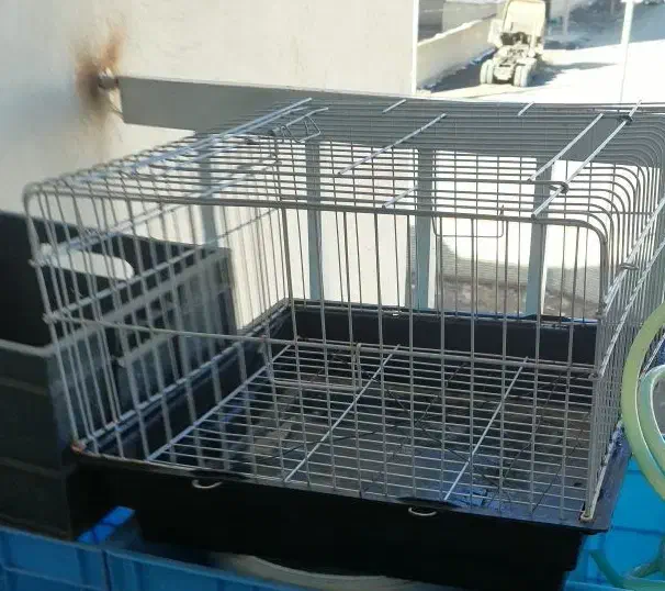 خرگوش|موش و خرگوش|تربت‌حیدریه, شهرک ولیعصر|دیوار