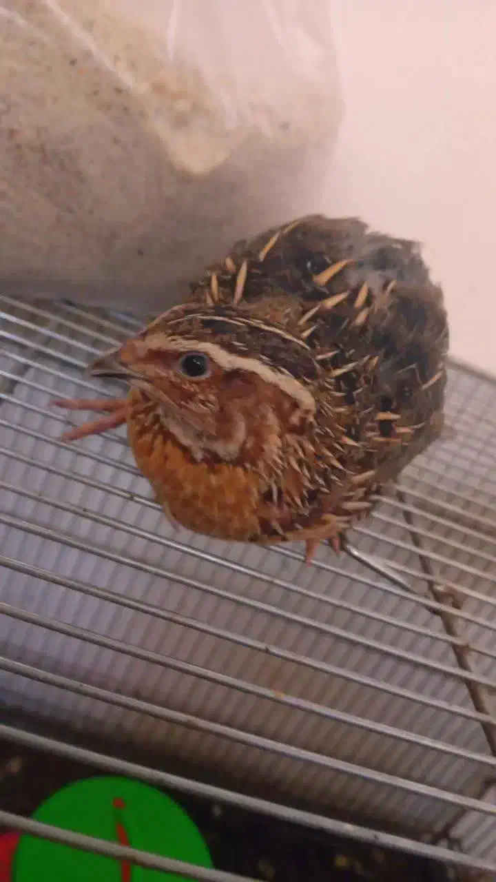 بلدرچین|حیوانات مزرعه|مشهد, عامل|دیوار