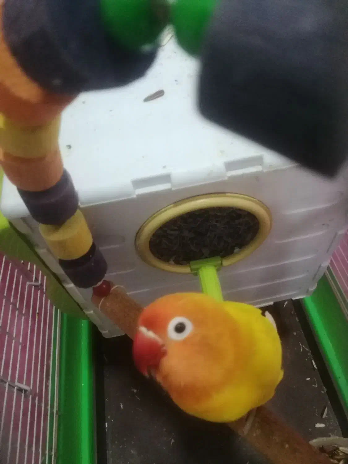 فروش ی جفت طوطی برزیلی|پرنده|بندر ماهشهر, |دیوار