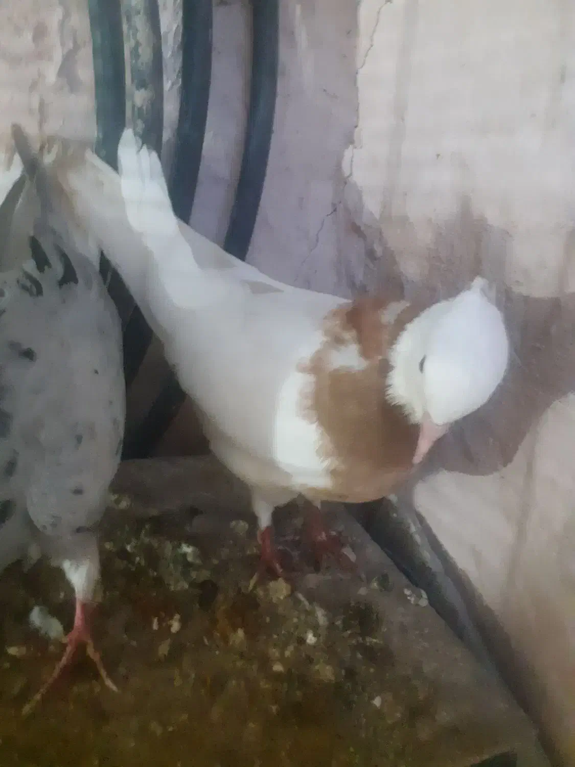 طوقی|پرنده|سبزوار, اسلام آباد|دیوار