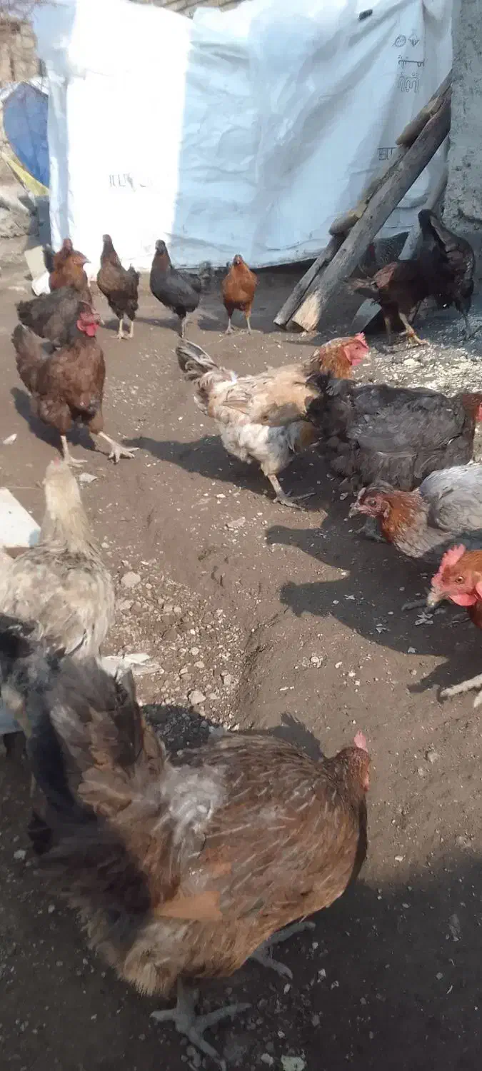 جوجه خوب وسرحال|پرنده|کامیاران, |دیوار