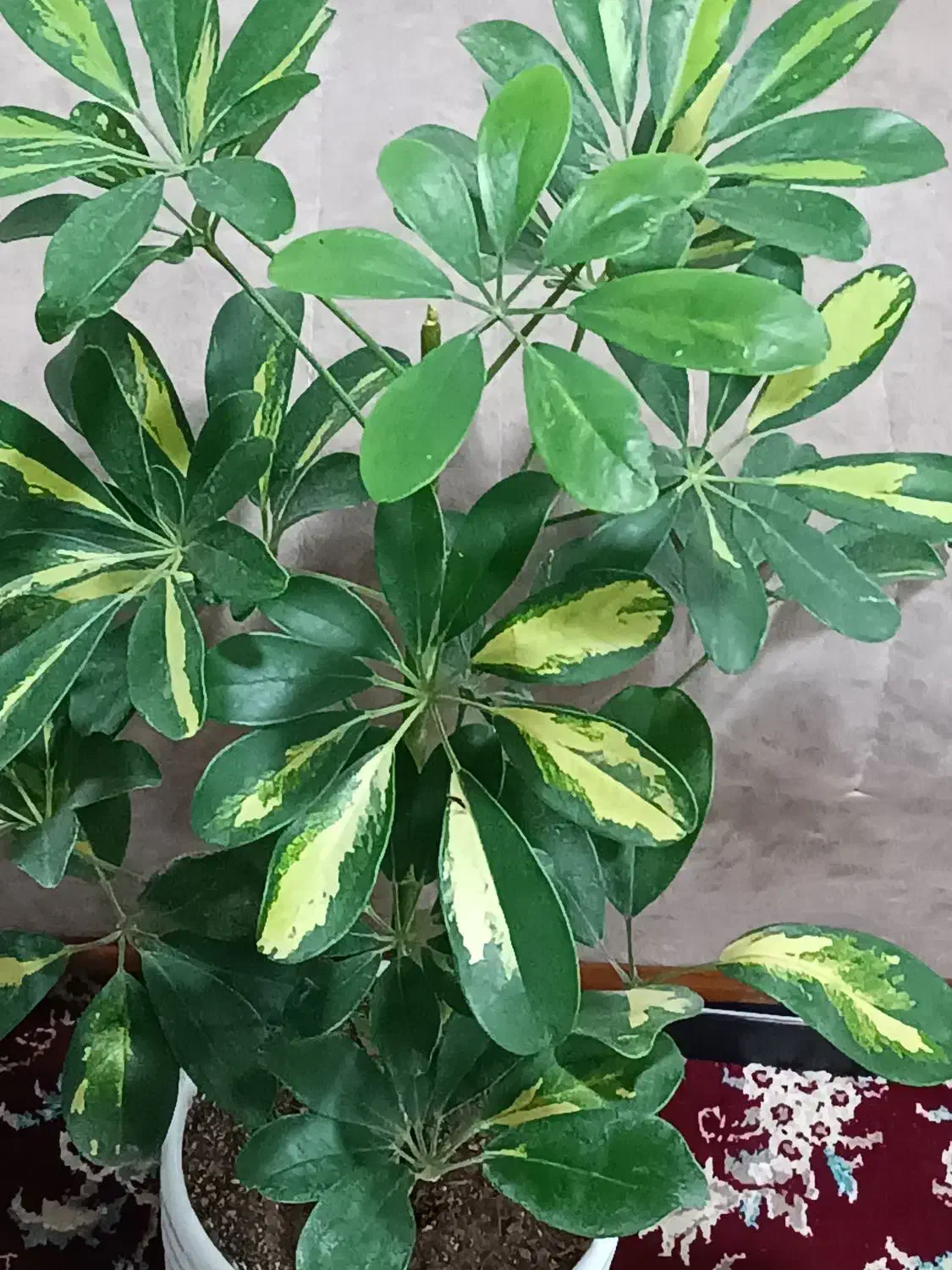 گل با گلدان دونه 230 شهرک کرناچی|گل و گیاه طبیعی|کرمانشاه, |دیوار