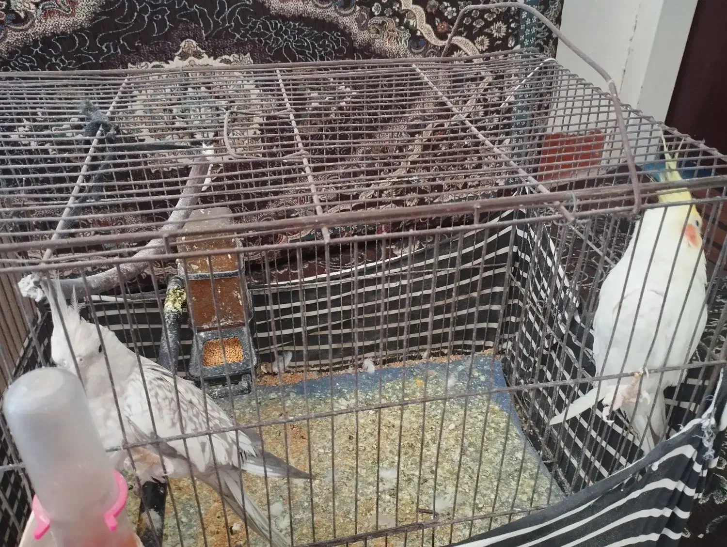 عروس هلندی|پرنده|رامشیر, |دیوار