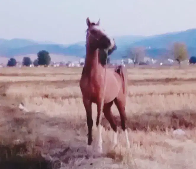 کره نریان|اسب و تجهیزات اسبسواری|یاسوج, |دیوار