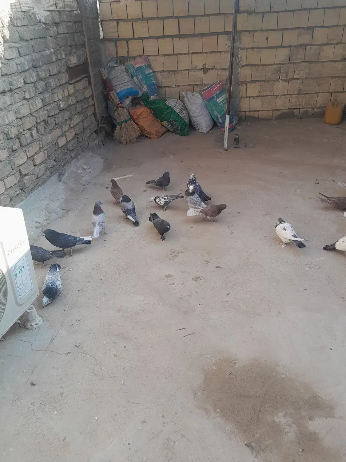 تعداد9جفت کفترپرشی|پرنده|قنوات, |دیوار