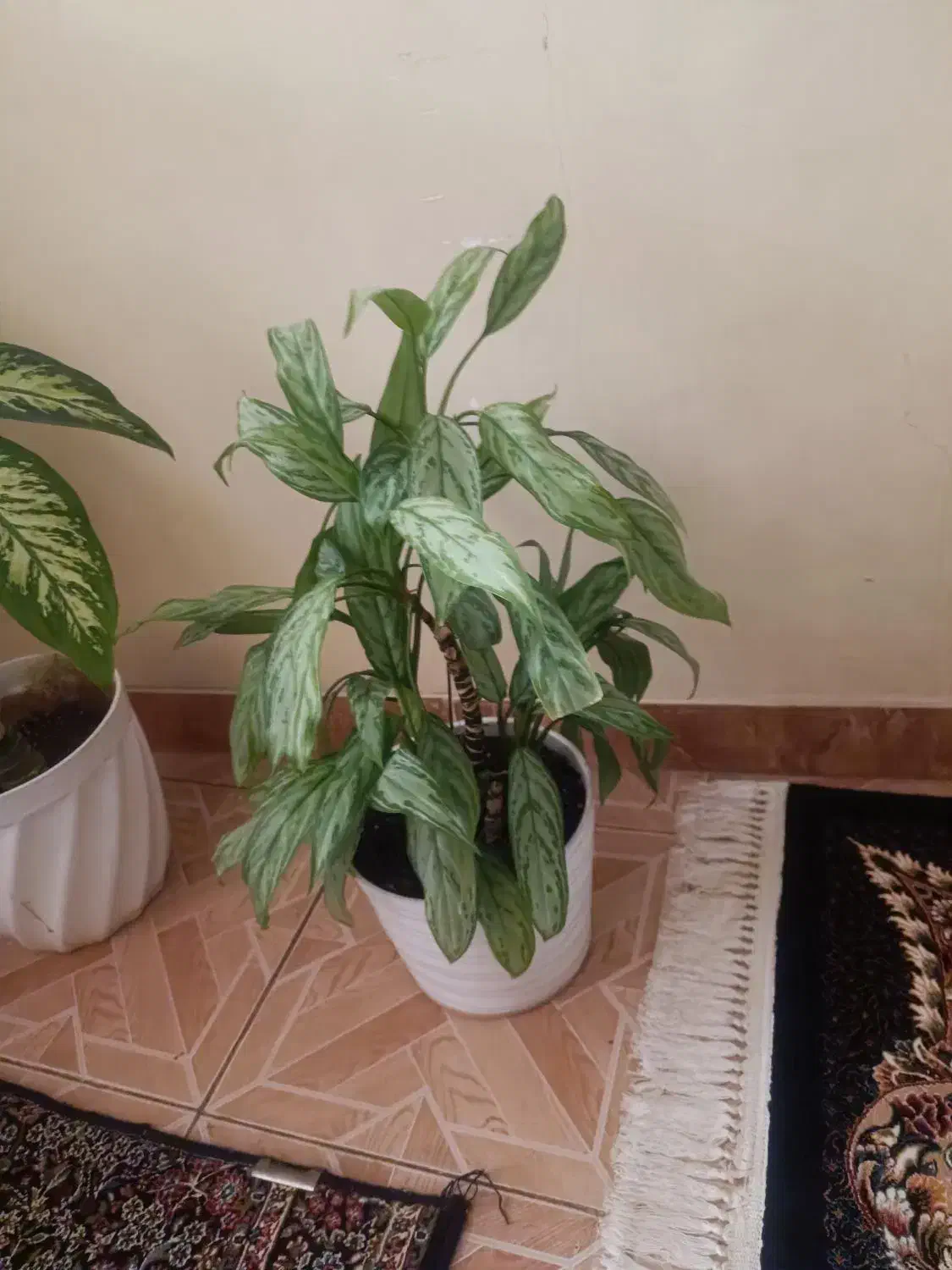 گل و گلدان|گل و گیاه طبیعی|کرمانشاه, |دیوار