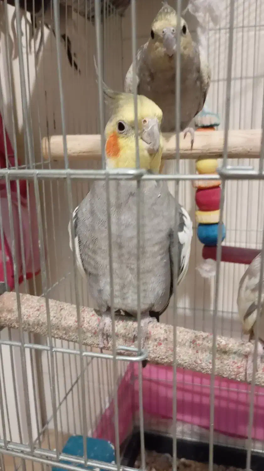 یک جفت عروس هلندی|پرنده|تهران, حشمتیه|دیوار