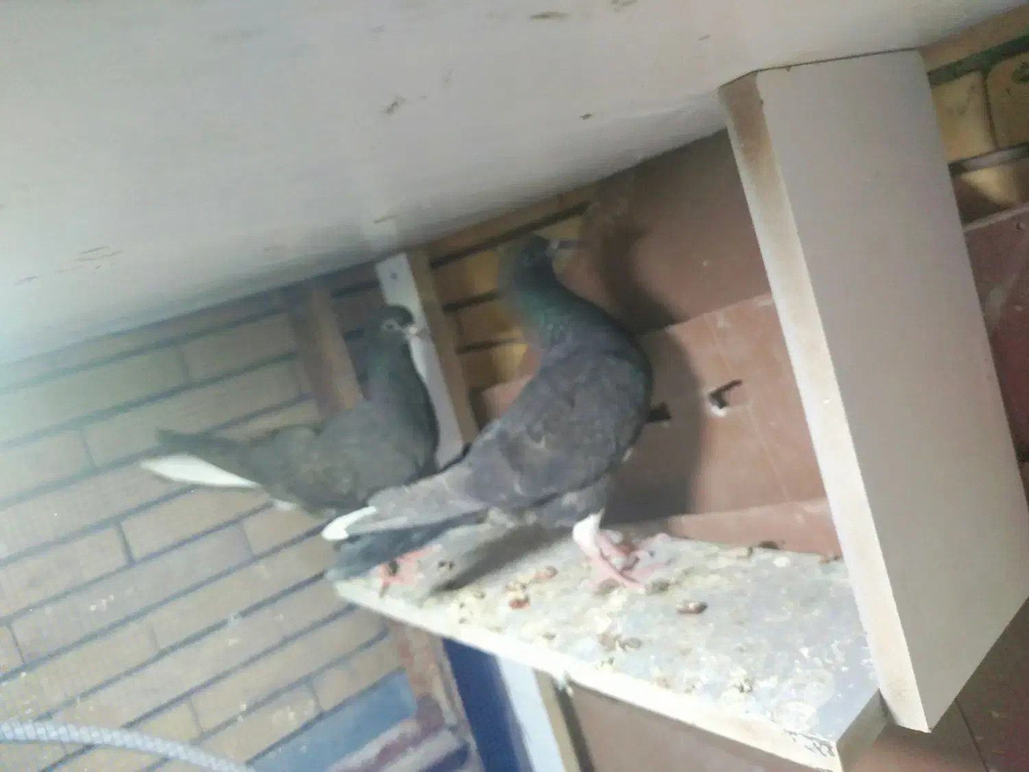 جوجه دم سفید|پرنده|زرند, |دیوار