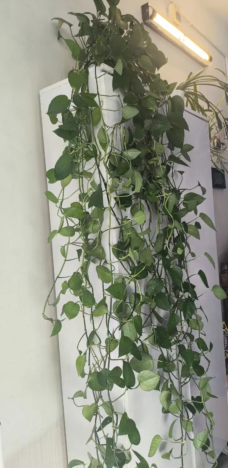 گل پیتوس دو متری|گل و گیاه طبیعی|فسا, |دیوار