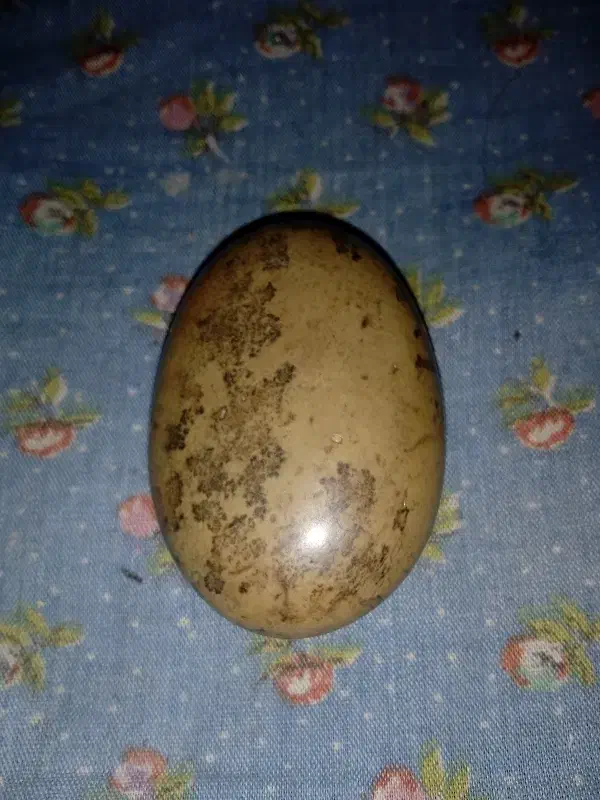 سنگ زیبا و طبیعی تراش نخورده|کلکسیون اشیاء عتیقه|خوی, |دیوار