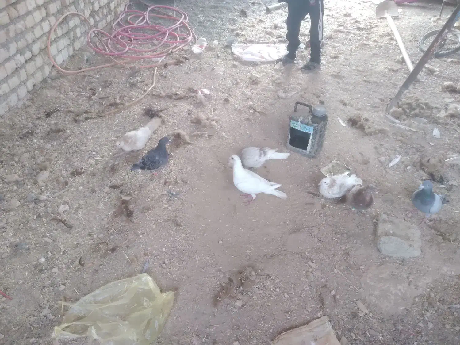 کبوتر سبز.سفید.اوگن.زاغ.سار|پرنده|جغتای, |دیوار