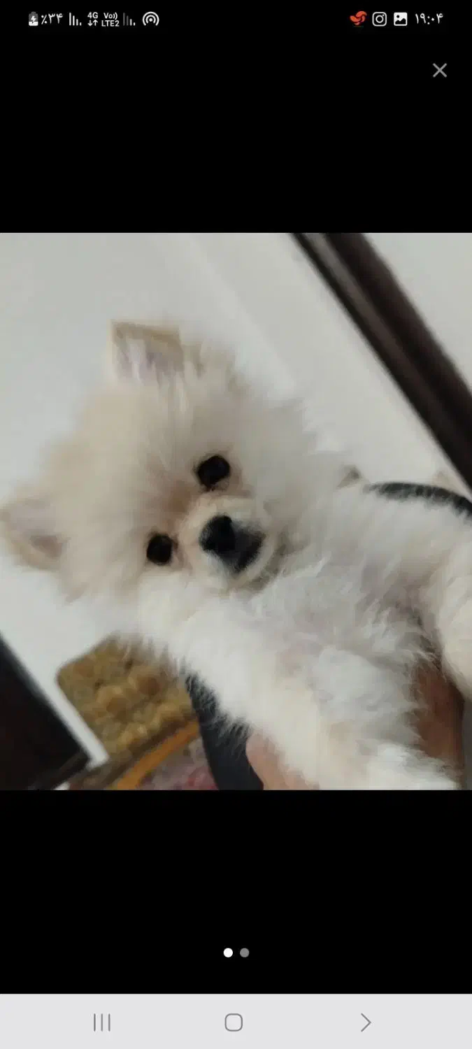 پامر روباهی|سگ|اسکو, |دیوار