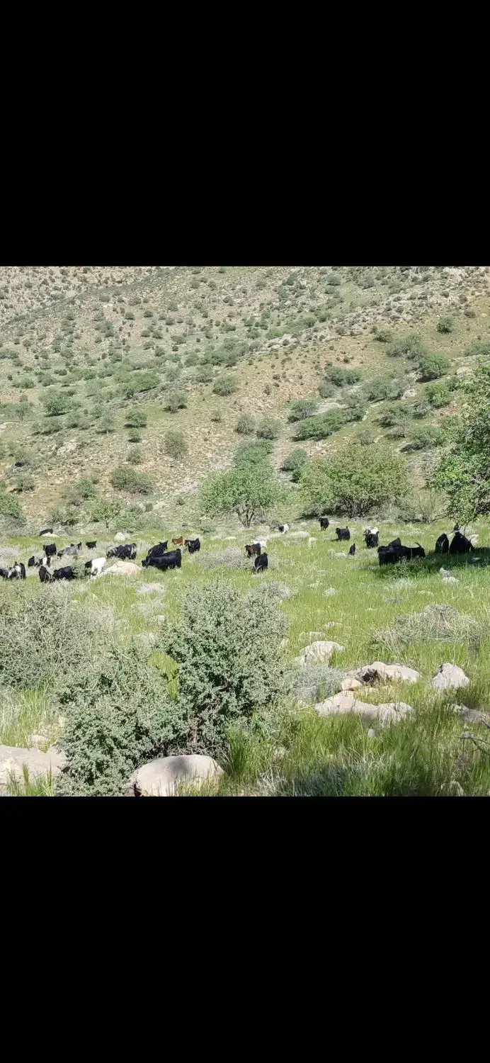 فروش ۱۲ راس بز جوان کوه چر|حیوانات مزرعه|درودزن, |دیوار