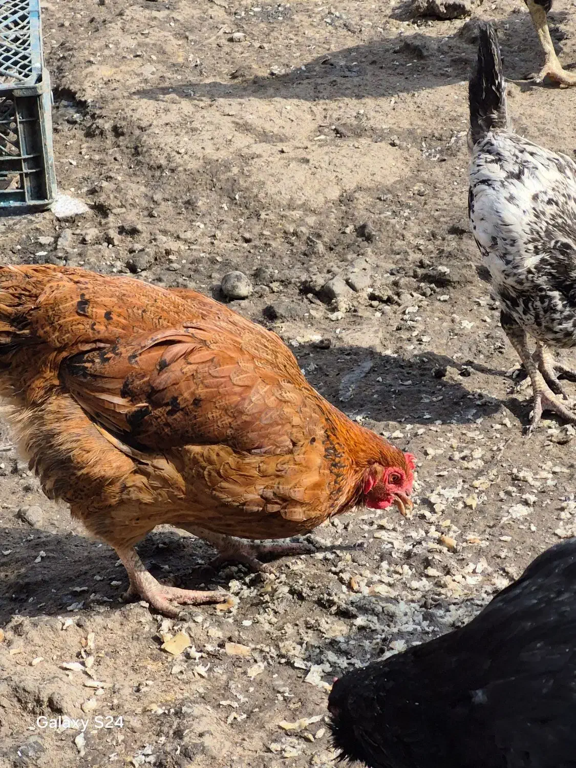 مرغ وخروس محلی|حیوانات مزرعه|رشت, نیروی دریایی|دیوار