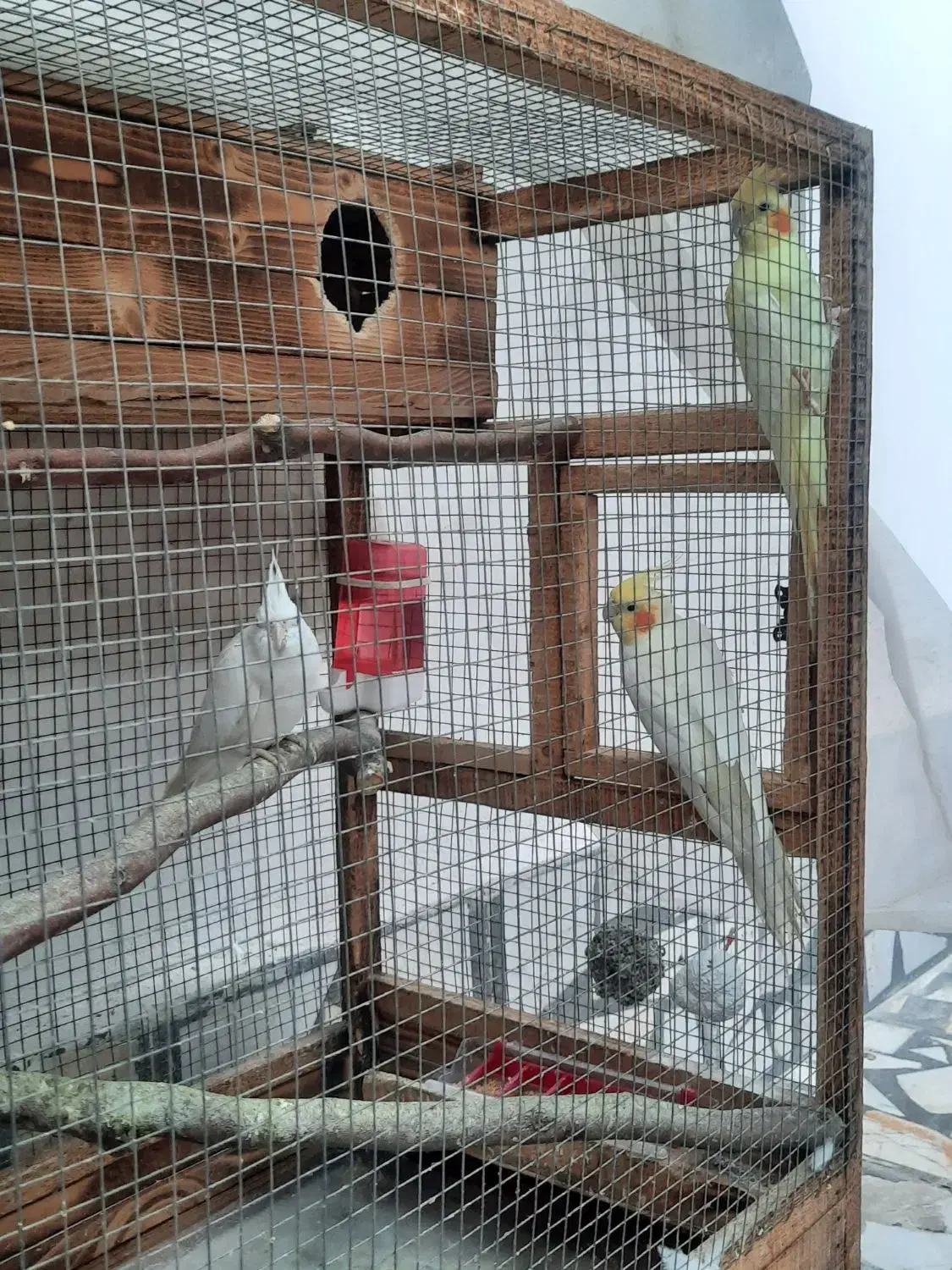 طوطی عروس هلندی|پرنده|بابل, |دیوار