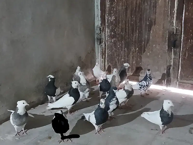 ۱۴ تا کبوتر رنگی ۲وونیم|پرنده|شیراز, محمدیه|دیوار