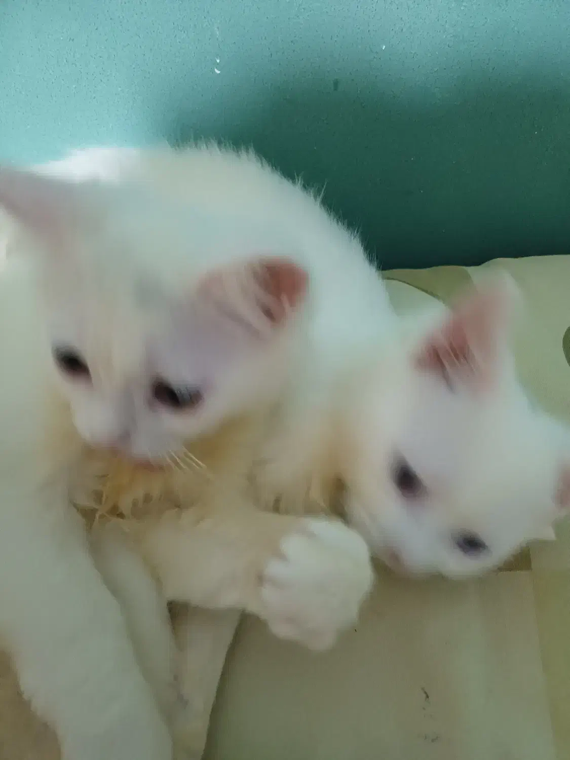 بچه گربه های خواستنی|گربه|بندر انزلی, شهرداری|دیوار