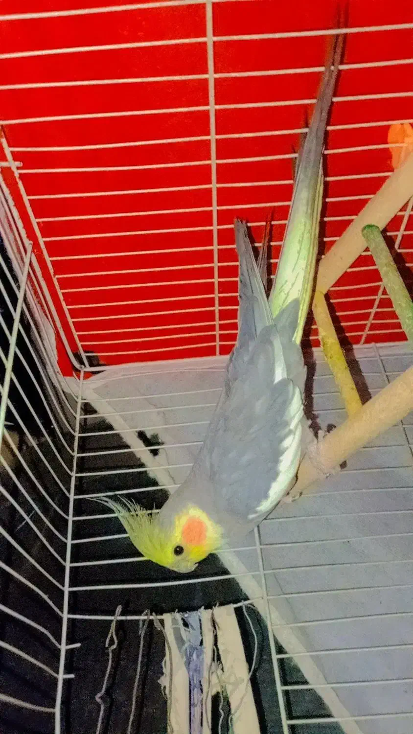 عروس هلندی نر سخن گو و دستی|پرنده|رشتخوار, |دیوار