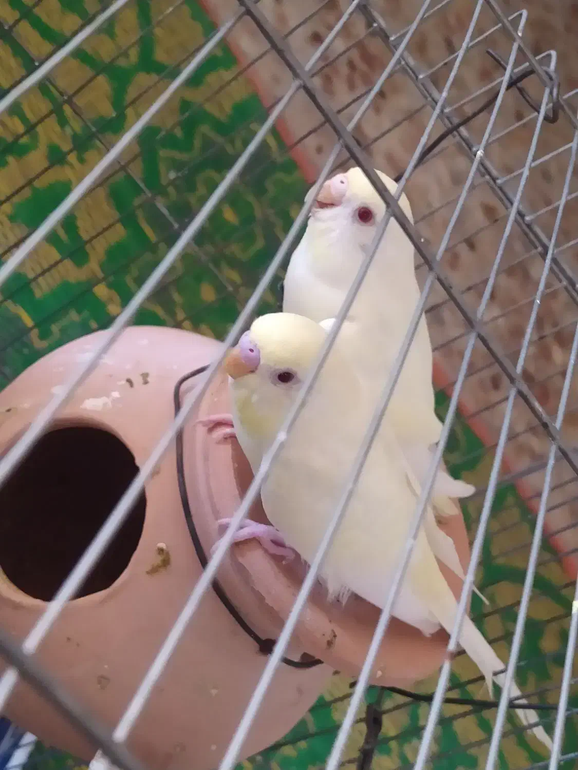 مرغ عشق چشم قرمز|پرنده|چابهار, |دیوار