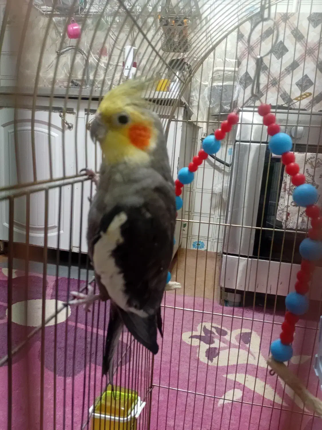 یک جفت عروس هلندی|پرنده|کشکوئیه, |دیوار