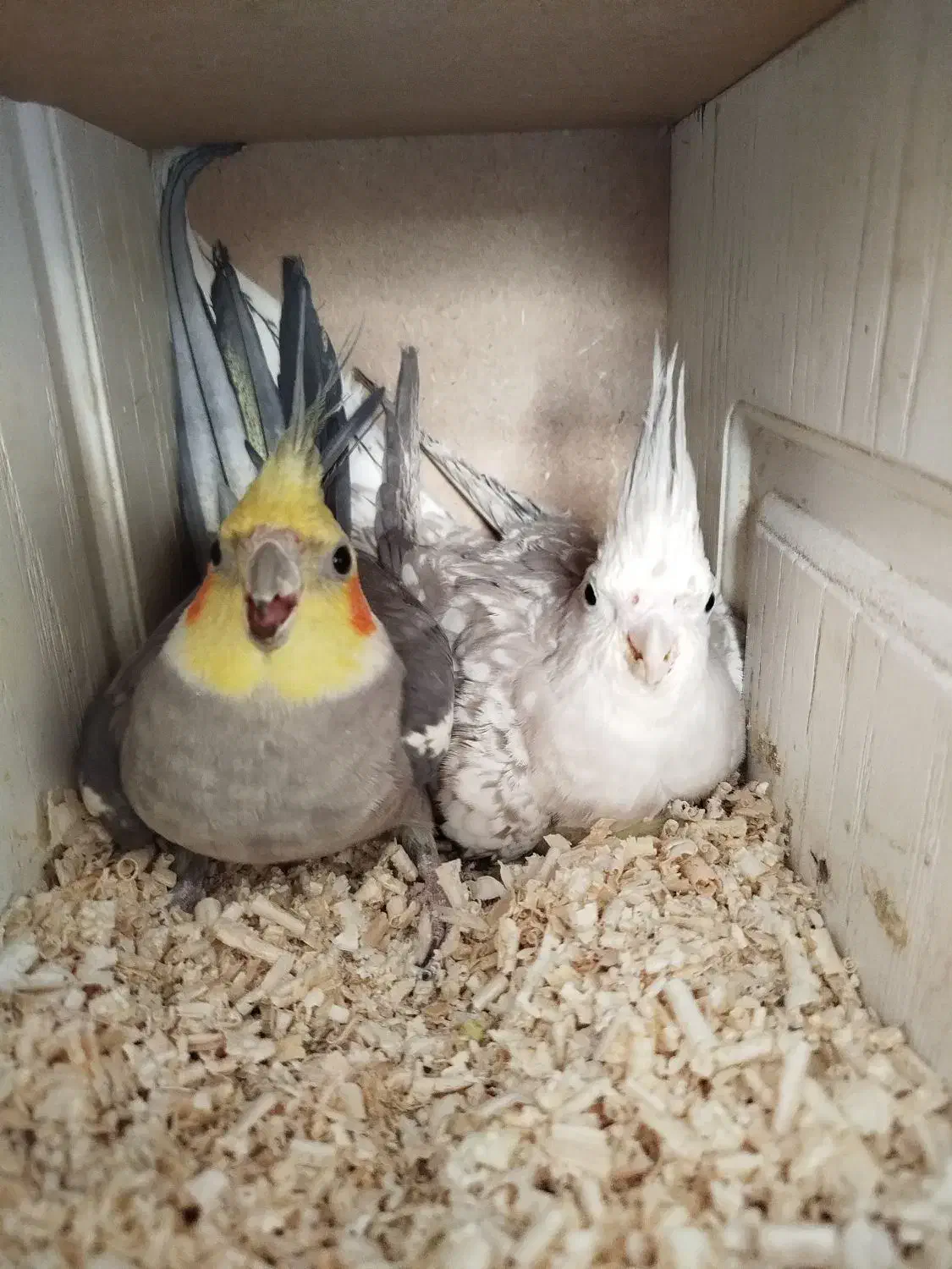 عروس جفت|پرنده|گلبهار, شهر جدید گلبهار|دیوار