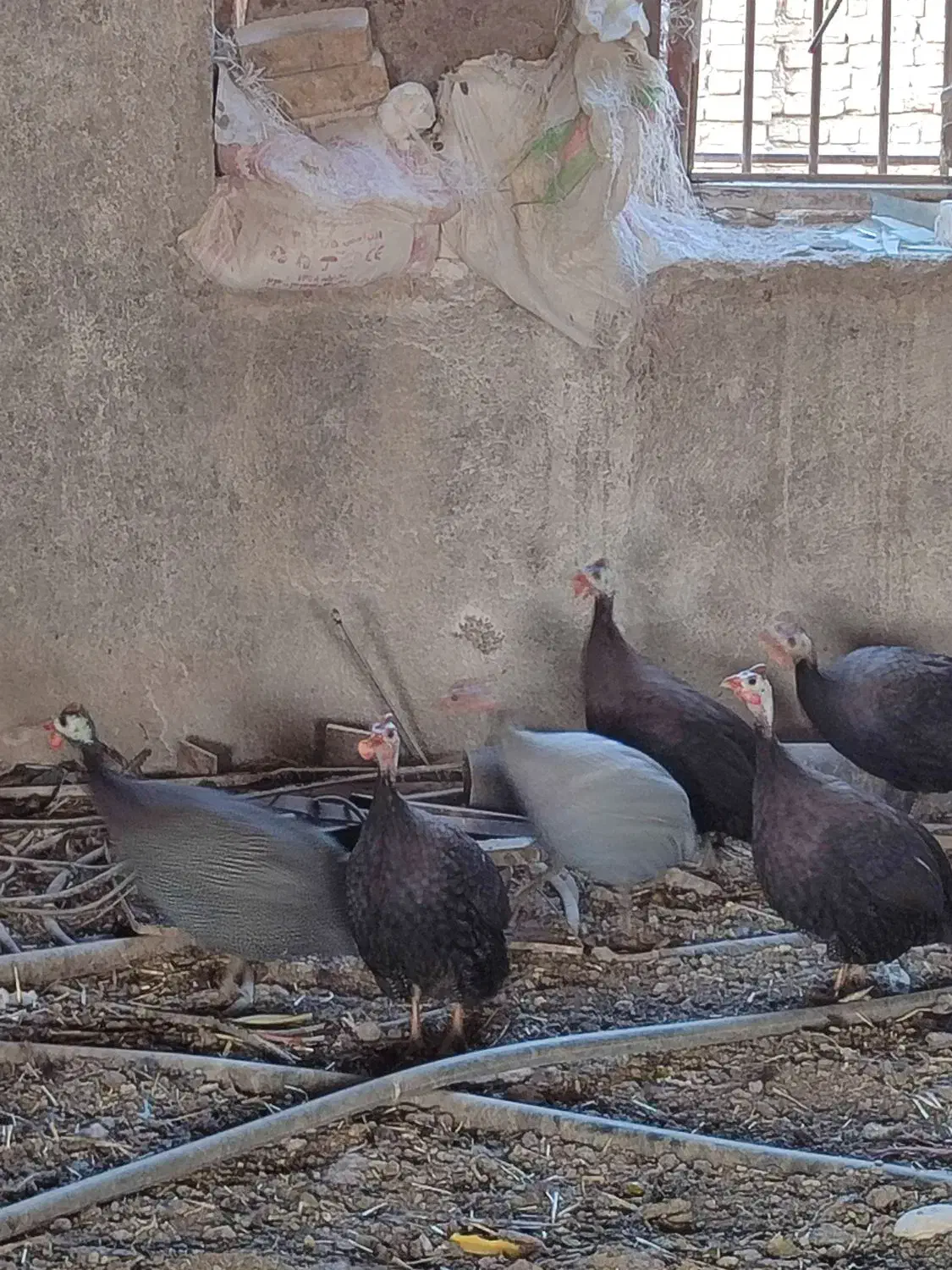 تعداد ۸عددمرغ شاخ دار نر و ماده. حدودا 1ساله.|حیوانات مزرعه|جوادآباد, |دیوار