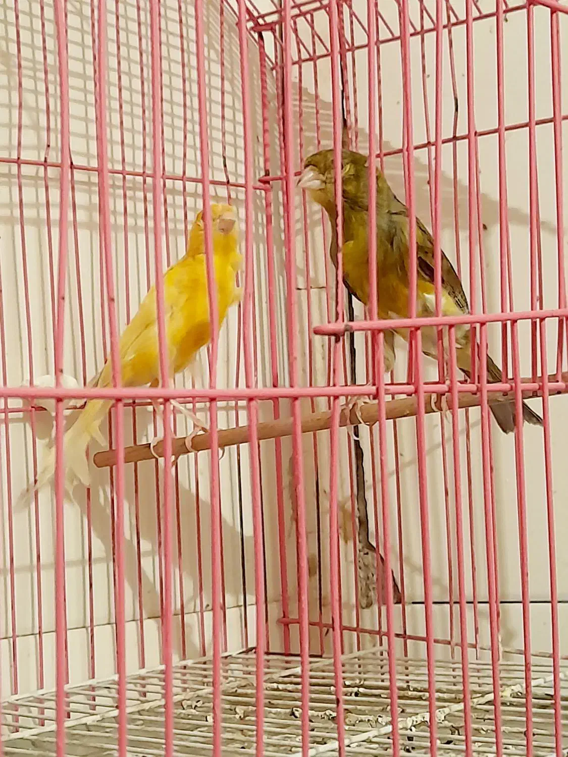 قناری مست مولد وتکی|پرنده|دهلران, |دیوار