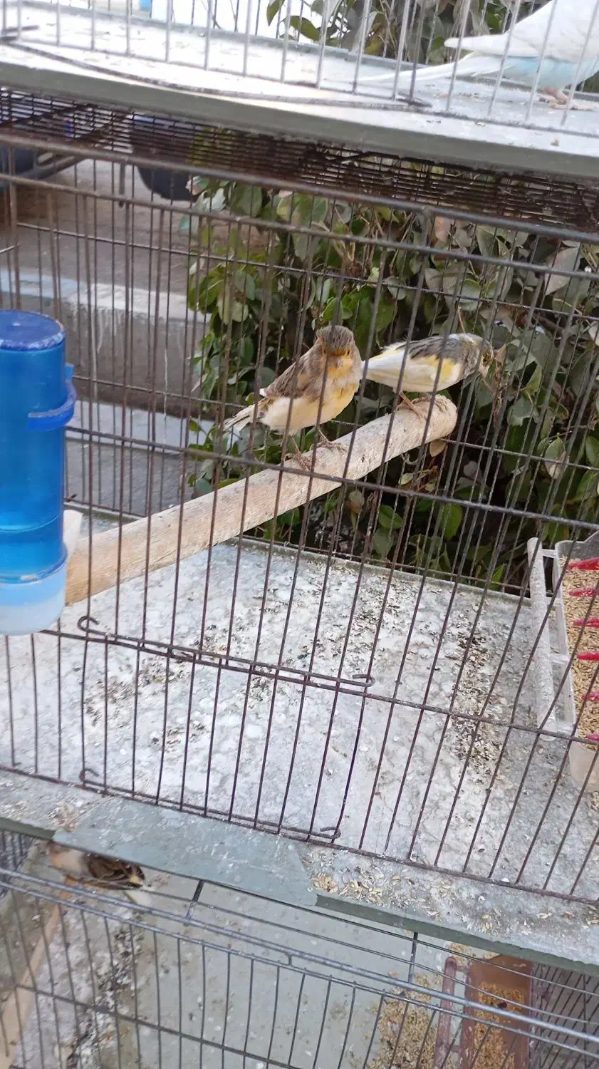 قناری نر و ماده|پرنده|اندیشه, اندیشه فاز ۱|دیوار