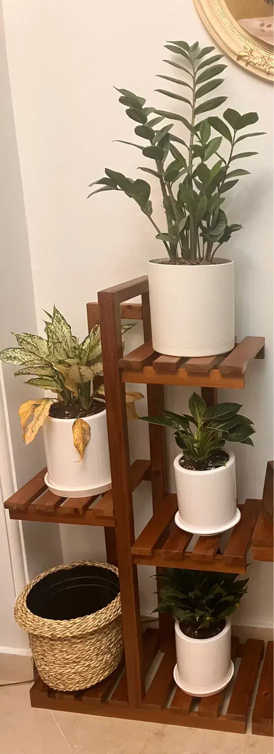 استند گل چوب ترمو واقعی|گل و گیاه طبیعی|تهران, شهران جنوبی|دیوار