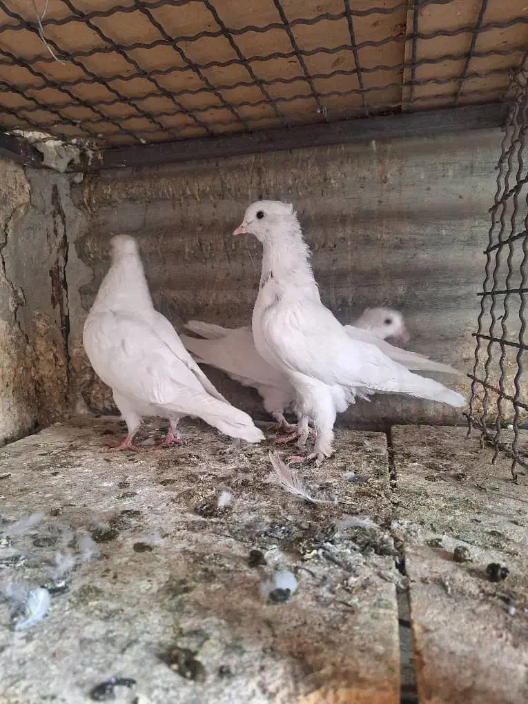 کفتر ۳تا جوجه|پرنده|ری, سرتخت|دیوار