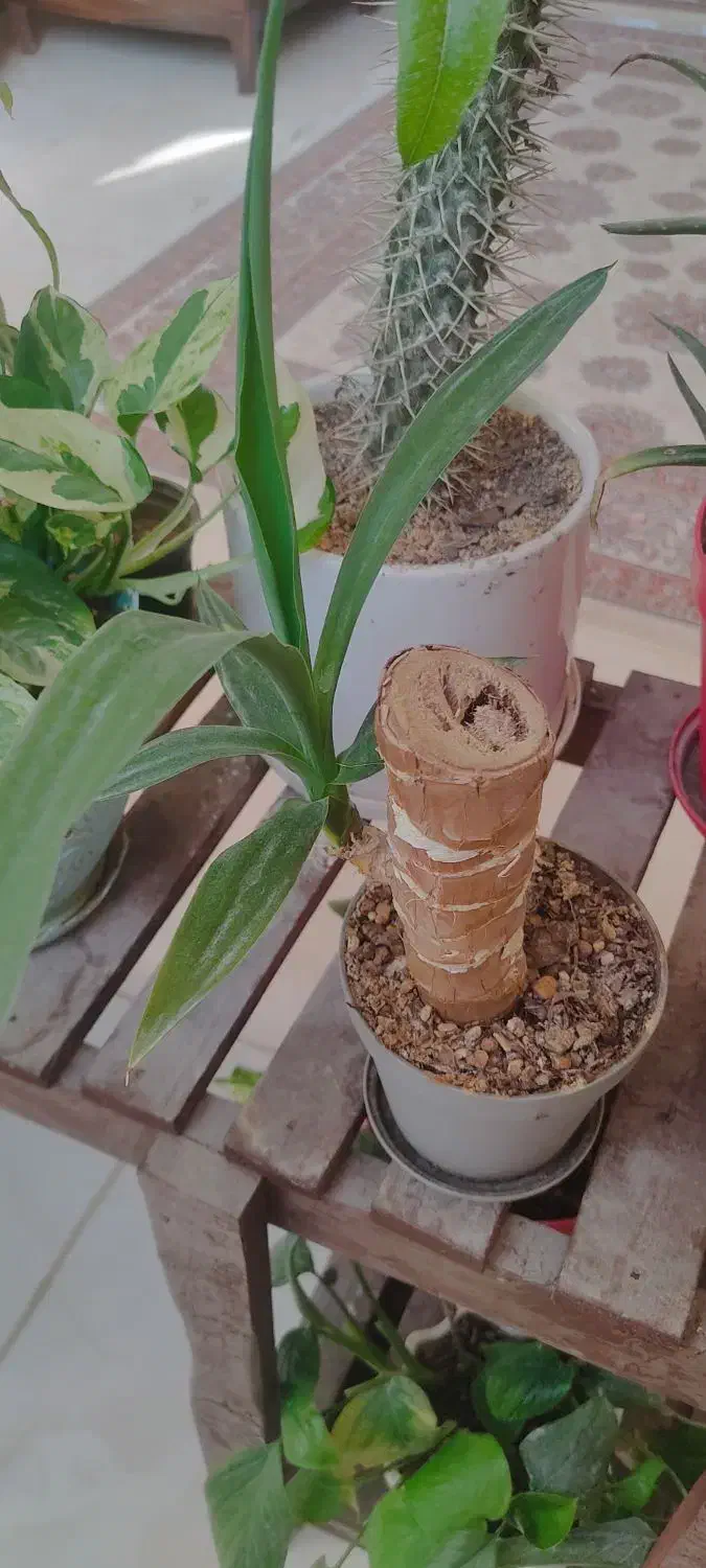 گل و گلدان|گل و گیاه طبیعی|اصفهان, بهارستان|دیوار